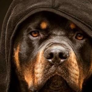 Meet your Posher, Daymon